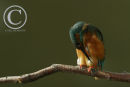 Kingfisher preening it's feathers.